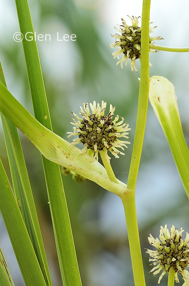 Sparganium eurycarpum photos Saskatchewan Wildflowers